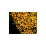 5.0mp Usb2.0 CCD Microscope Camera thumbnail-2