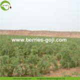 Factory Supply New Harvest Dried Goji Berries thumbnail-3