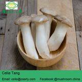 DRIED KING OYSTER MUSHROOM thumbnail-3