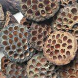 Dried Natural Arrangements Decoration Lotus Seedpod Head Shell Herbal Medicine Wholesaler Exporter Supplier thumbnail-4