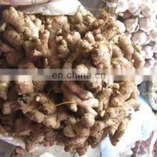 Fresh Ginger From Vietnam thumbnail-3