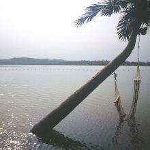 Customization Artificial Coconut Palm Tree for 5 Star Hotel Villa Engineering Project Garden Landscape Design 3-15 Meter Trees thumbnail-3