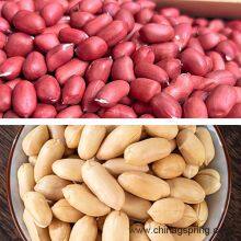 Industrial Dry Peeler Machine Nuts Peeling Machine Automatic Nuts Peanut Skin Removing Machine for Food Processing thumbnail-4