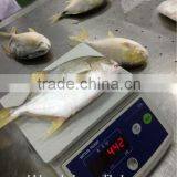 Pomfret 300-400g 400-600g Frozen Golden Pompano
