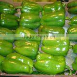 Green Capsicum