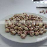 CHITEE BEANS thumbnail-3