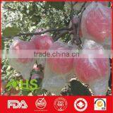 High Quality And Inexpensive Fresh Fuji Apples thumbnail-3