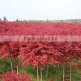 Acer Rubrum /Chinese Maple /Acerpalmatum/Japanese Maple Tree Seeds for Planting thumbnail-3