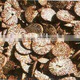 Areca Seed thumbnail-1