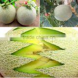 Strong Growth Anti Wilt Disease Melon Seeds Hybrid Melon Seeds Yellow Moon thumbnail-2