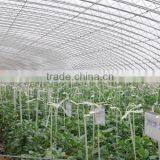 2016 Red and Pink Color NO.JP-09 Hybrid Tomato Seeds for Sale thumbnail-3