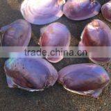 Raw Material Mother of Pearl Pink Shell