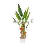 Hot Sale Banana Plant thumbnail-3