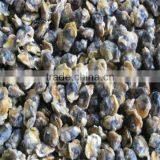 Sea Frozen and Fresh Conch thumbnail-1