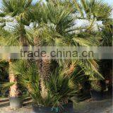 Chamaerops Humilis thumbnail-5