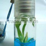 Live Mini Plant and Plant Pet Tree thumbnail-6