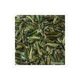 Sell Cyan Dried Chili thumbnail-1