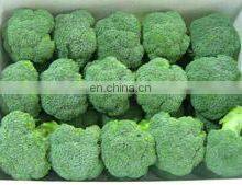 2020 High Quality Fresh Vegetable Fresh Broccoli thumbnail-3