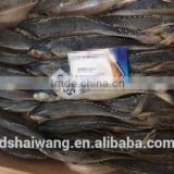 Frozen Hard Tail Scad with size 50 - 60 pcs / 9.5 kg