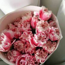 Fresh Cut Berry From China China Fresh Flower Supplier thumbnail-2