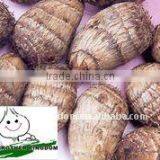 Fresh Taro thumbnail-1