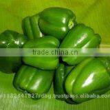 Fresh Bell Pepper India/good Quality Capsicum/farm Fresh Red,yellow,red Capsicum/bell Pepper Exporter in India thumbnail-2