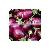 Organic Brinjal thumbnail-1