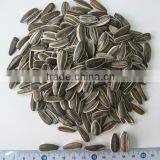 Chinese sunflower seeds 5009 Long shape