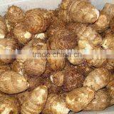 Authenticated GAP New Crop Fresh TARO ROOT thumbnail-1
