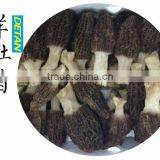 Dried Morchella Esculenta Made in China thumbnail-6