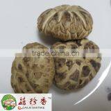 Dried Flower Shiitake Mushroom 4-6 cm With Highly Good Quality thumbnail-1