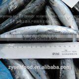 Bulk Sell Land Frozen HGT Bonito Tuna thumbnail-1