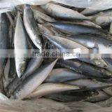 Ready Stock Sea Frozen Mackerel for Market thumbnail-2