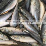 Frozen Mackerle Scomber Scombrus/ Scomber Japonicus Sea Frozen thumbnail-4