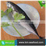 Hot Selling 18 Months Shelf Life Frozen on Board Bonito thumbnail-2