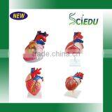 Student Anatomy Human Heart Model thumbnail-4
