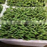 Lucky Bamboo ( Dracaena Sanderiana) Heart Arrangement thumbnail-4