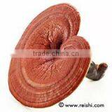 Ganoderma lucidum spore power