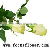 Supply High Quality Fresh Cut Red Color Rose Flowers Natural Rose Flowers Vendela Rose With 0.8_1.2kg/bundle From Kunming Ecuado thumbnail-2