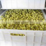 Automatic Bean Sprout Machine / Commercial Mung Bean Sprout Machine for Sale thumbnail-3