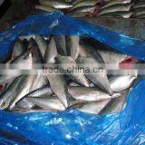 Canned Mackerel HGT