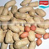 Good Quality Peanut in Shell