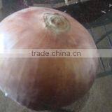Fresh Yellow Onion