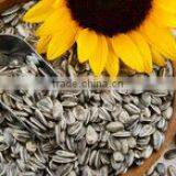 SUNFLOWER SEEDS thumbnail-3