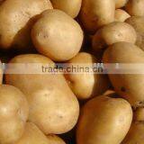 Best Potato from Pakistan
