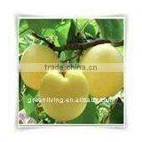Fresh Pear,snow Pear, Golden Pear thumbnail-1