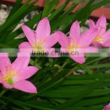 Zephyranthes species pink hybrid Thunder Lily Large Pink