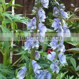 Aconitum Spicatum