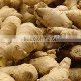 MANUFACTURER VIETNAM GINGER (FRESH AND DRIED)