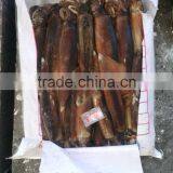 Clear Tubes Illex Squid thumbnail-1